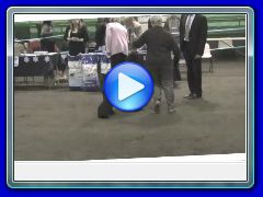 Best of Breed, Best Puppy & Best Veteran