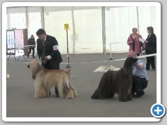 Best of Breed