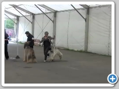 Dog Challenge
