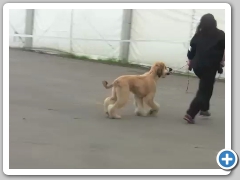 Minor Puppy Dog